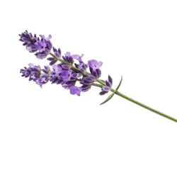 Top Decorative Image